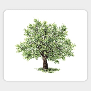 July birthday walnut tree Magnet